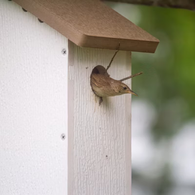 Little Bird Lodge — Assembled Small Durable Poly Lumber Birdhouse with Sloped Roof