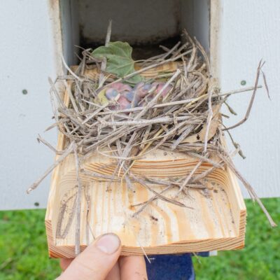 Martin Mansion — Solid Wood Purple Martin Nesting Tray Perfectly Fits Martin Mansion